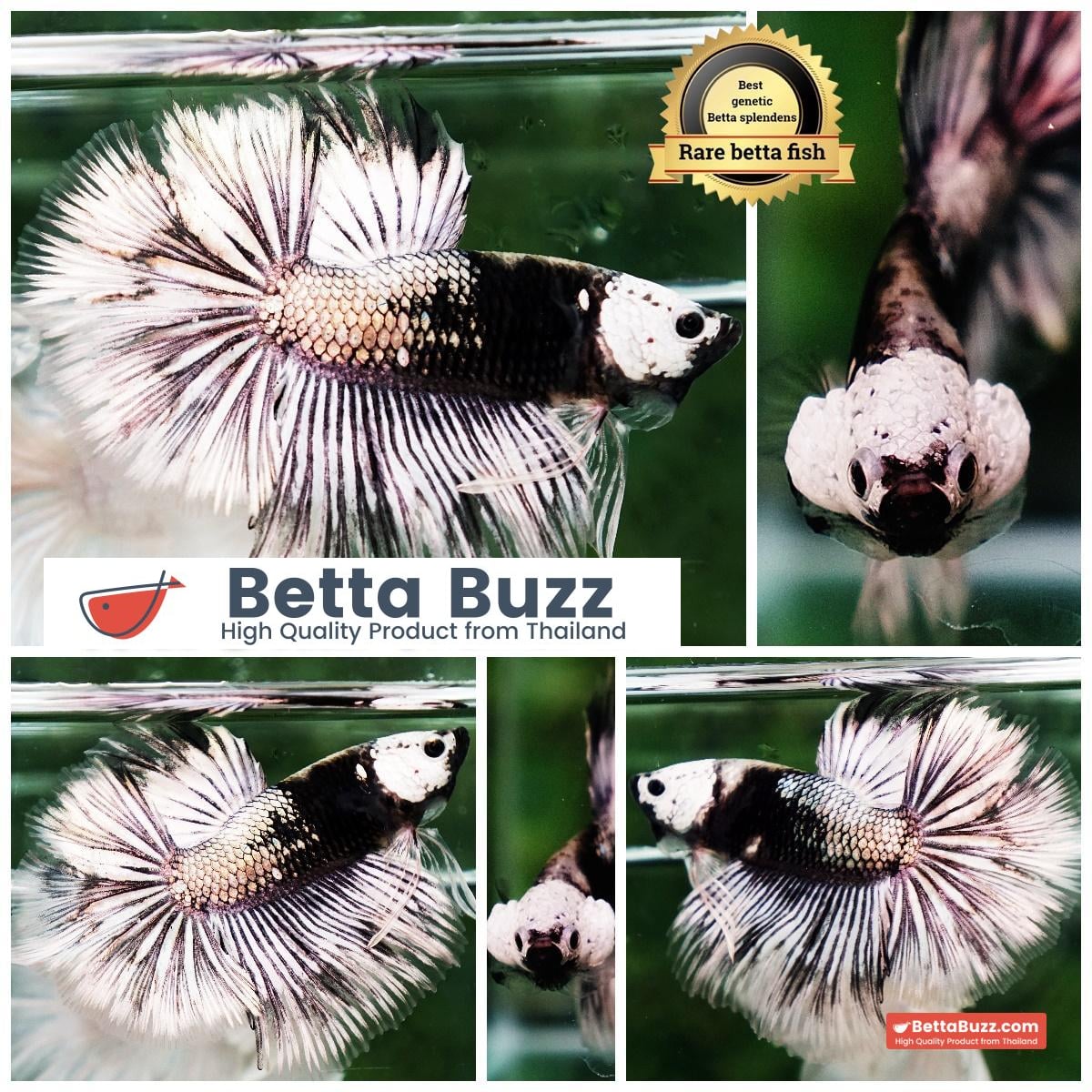 Betta fish The Angle Copper Warrior Full Helmet Samurai HM (Rare)