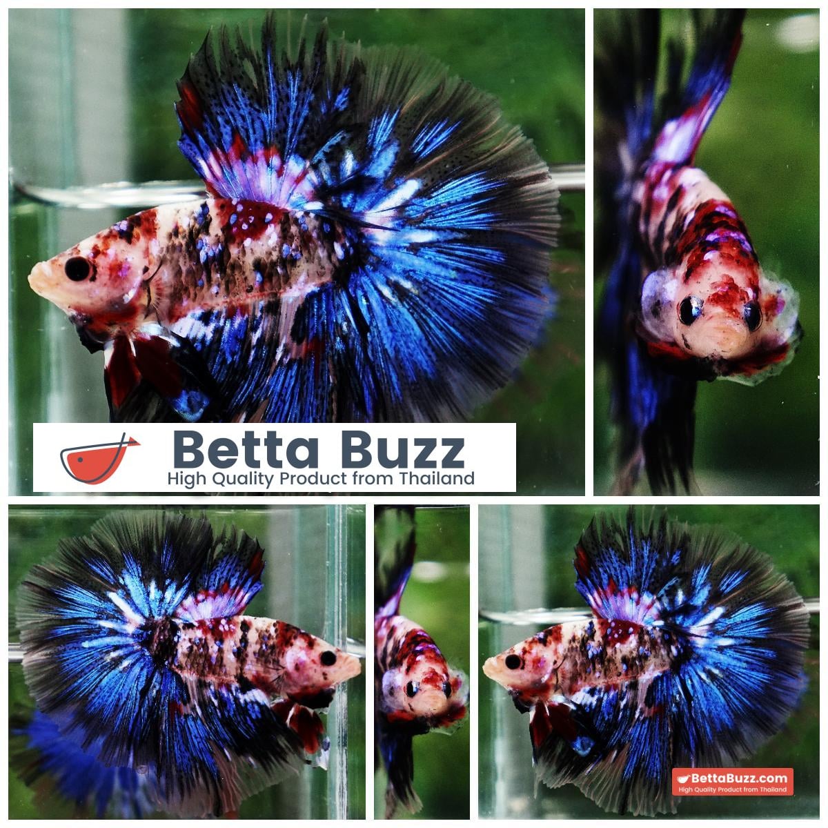 Betta fish Blue Koi Galaxy Hawk OHM