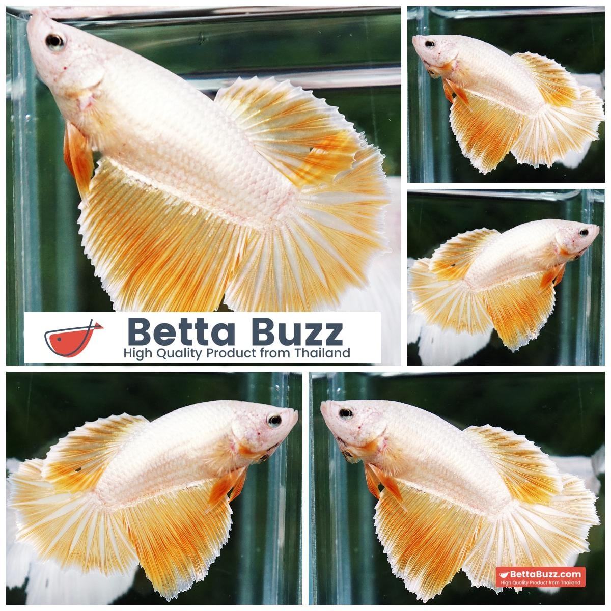 Betta fish Female Gold Dragon HM