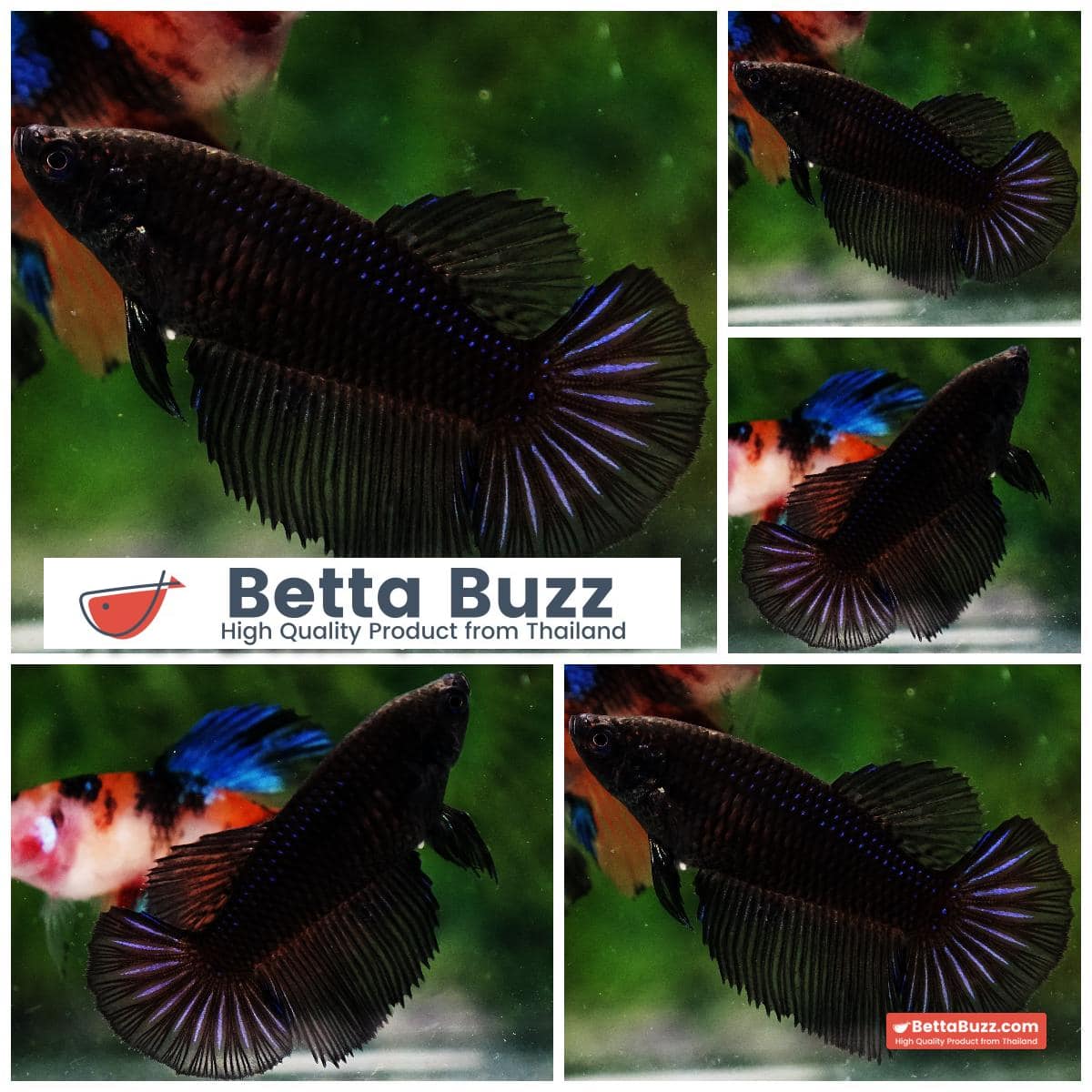 Betta fish Female Black Light HM