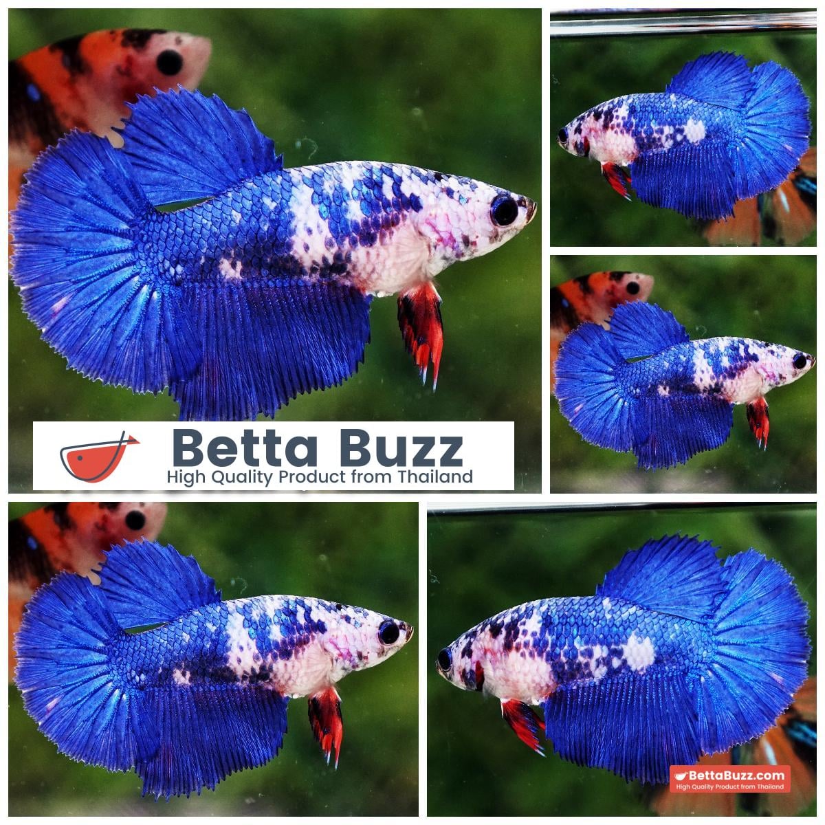 Betta fish Female Fancy Blue Mermaid HM