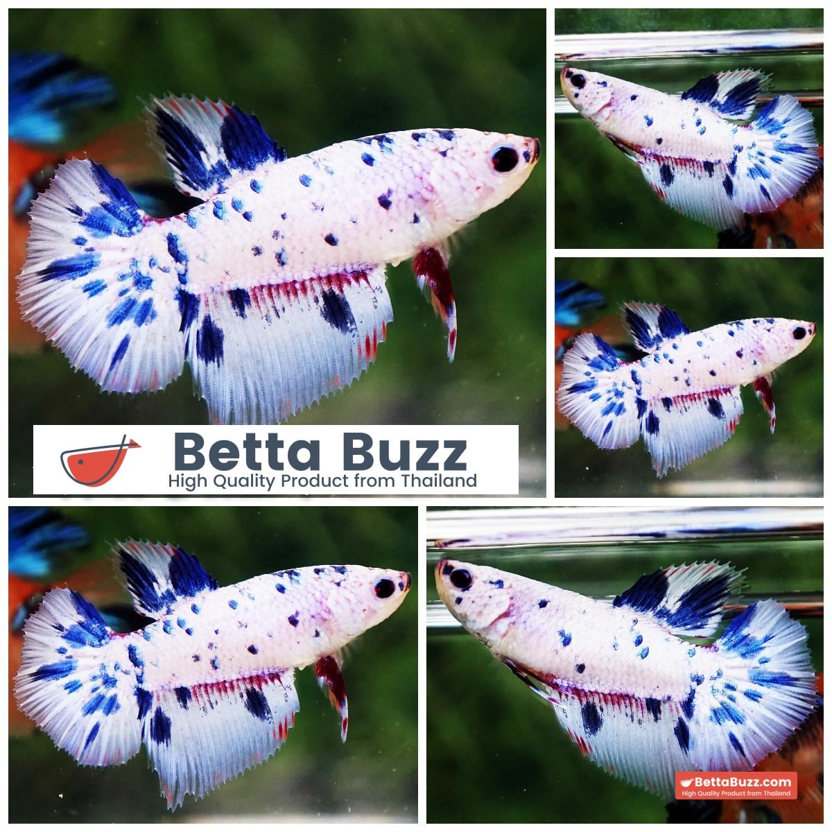 Betta fish Female Blue Marble HM