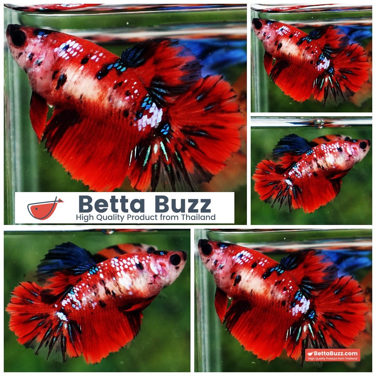 Betta fish Female Red Koi Star HM