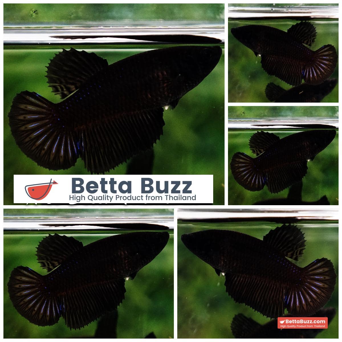 Betta fish Female Super Black Hole HM
