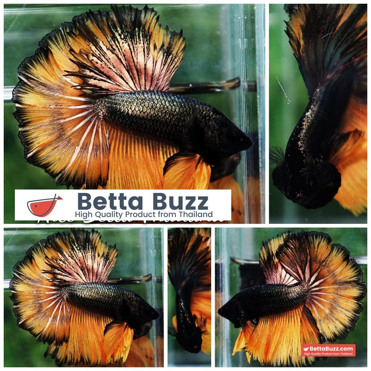 Betta fish Copper Mustard Gas Hawk Rosetail OHM