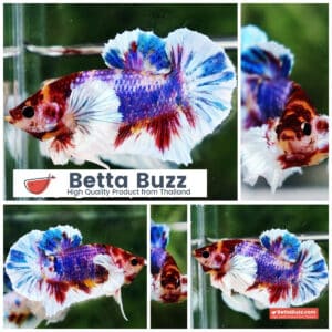 Betta fish Dumbo Multicolor Emerald Candy HMPK