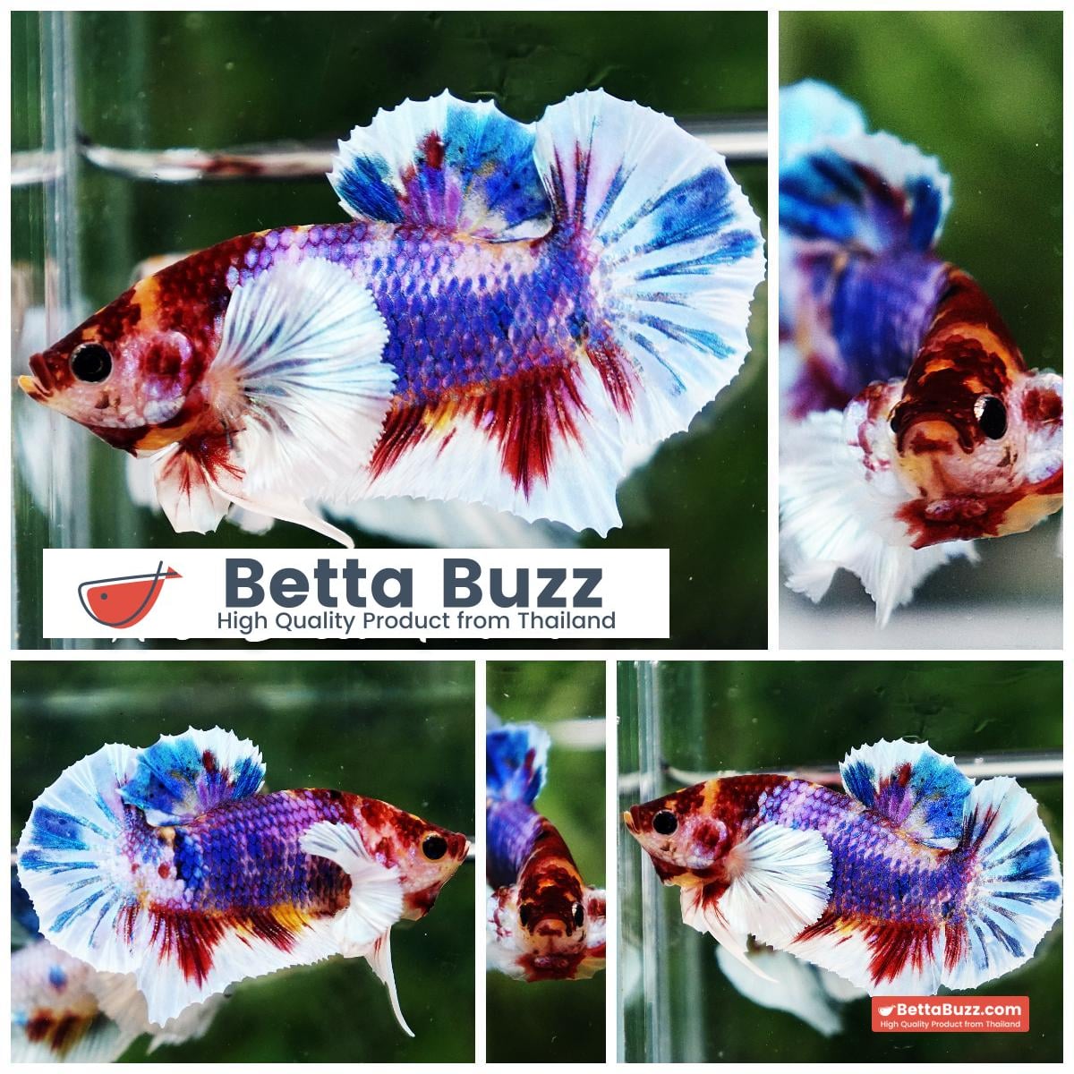Betta fish Dumbo Multicolor Emerald Candy HMPK