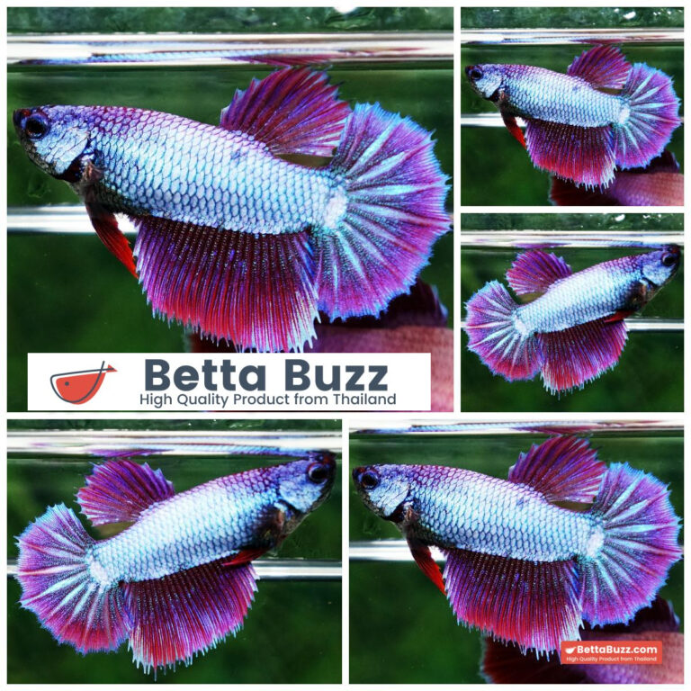 Betta fish Queen Puple Royal Lavender HM