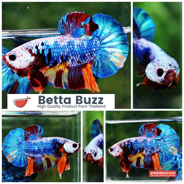 Betta fish Fancy Multicolor Dragon HMPK