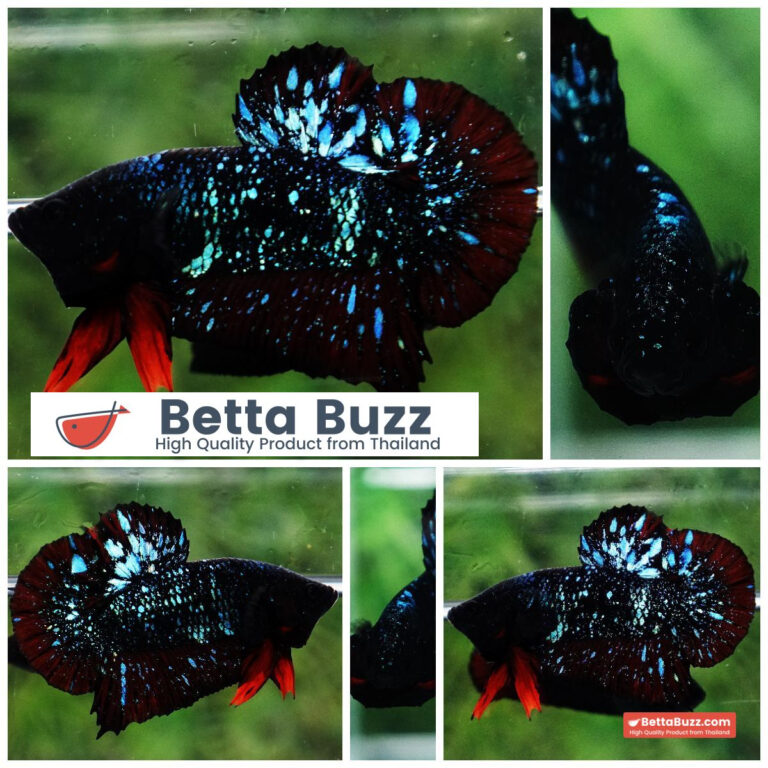 Betta fish Black Star Avatar Vampire HMPK