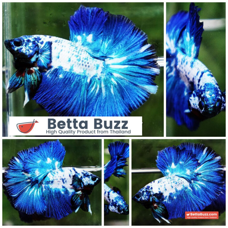 Betta fish Betta fish Prince of Blue Marble Series OHM