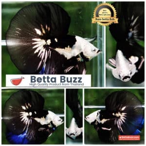 Betta fish Premium Helmet Shadow Black Black Star Samurai HM (Ultra Rare)