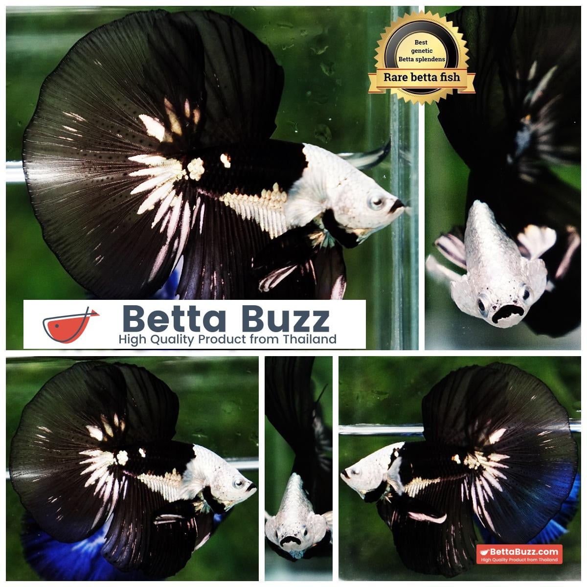 Betta fish Premium Helmet Shadow Black Black Star Samurai HM (Ultra Rare)