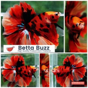 Betta fish Red Tiger Nemo Koi OHM