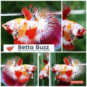 Betta fish Prince of Tuxido Nemo OHM