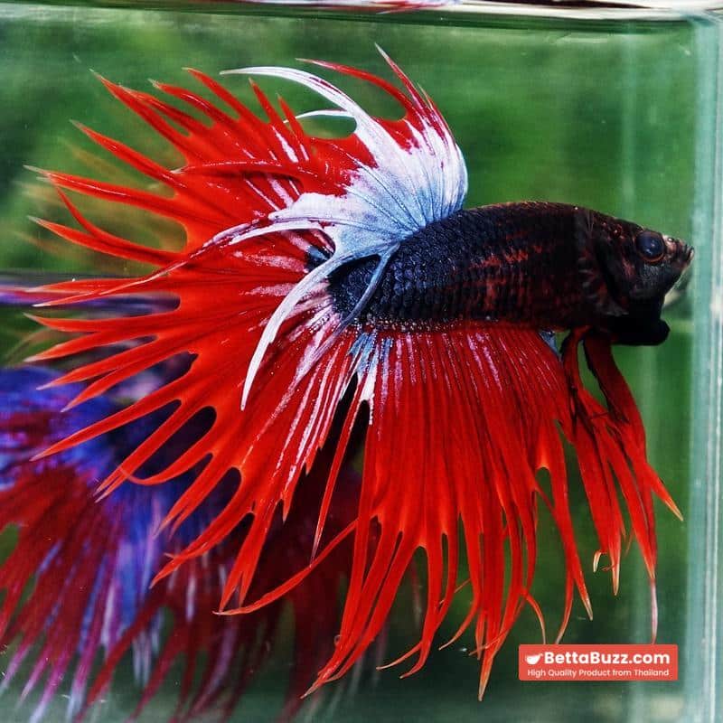 Betta fish CT Dark Hell Boy - Image 3