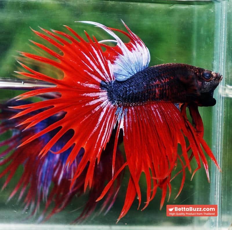 Betta fish CT Dark Hell Boy - Image 5
