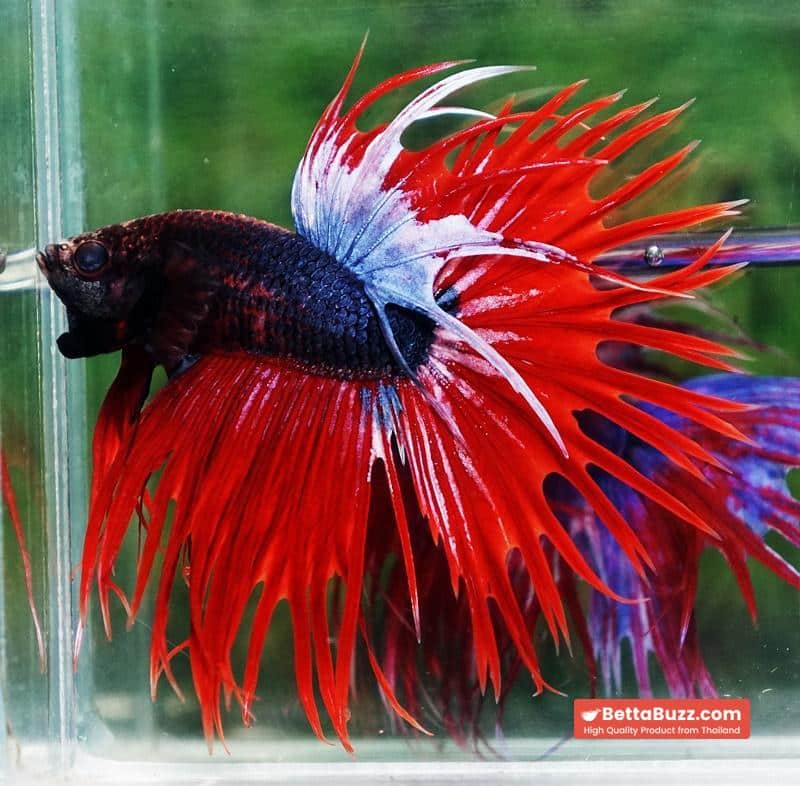 Betta fish CT Dark Hell Boy - Image 2
