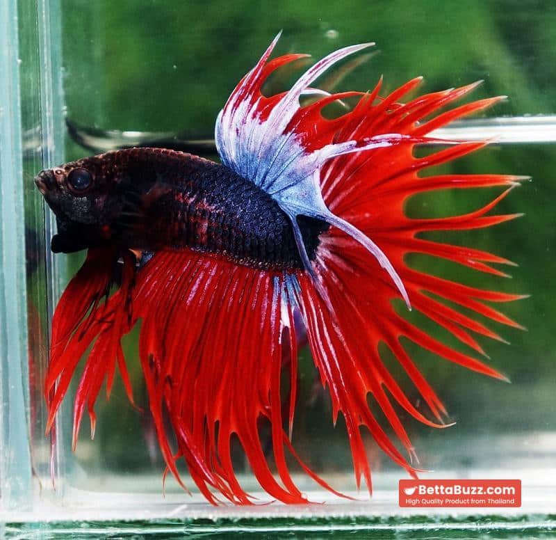 Betta fish CT Dark Hell Boy - Image 4