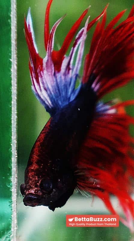 Betta fish CT Dark Hell Boy - Image 6