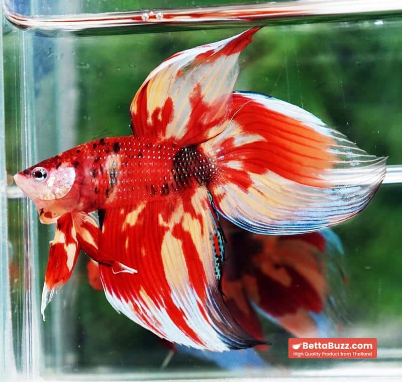 Betta fish Nemo on Fire (VT) - Image 3