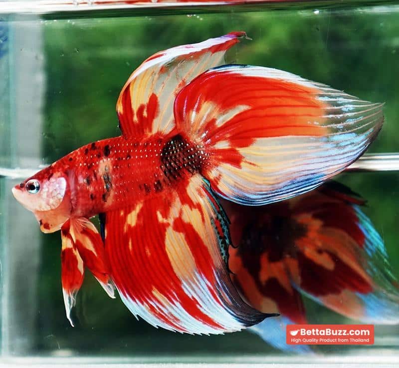 Betta fish Nemo on Fire (VT) - Image 5