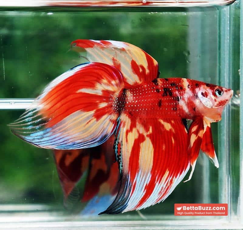 Betta fish Nemo on Fire (VT) - Image 4