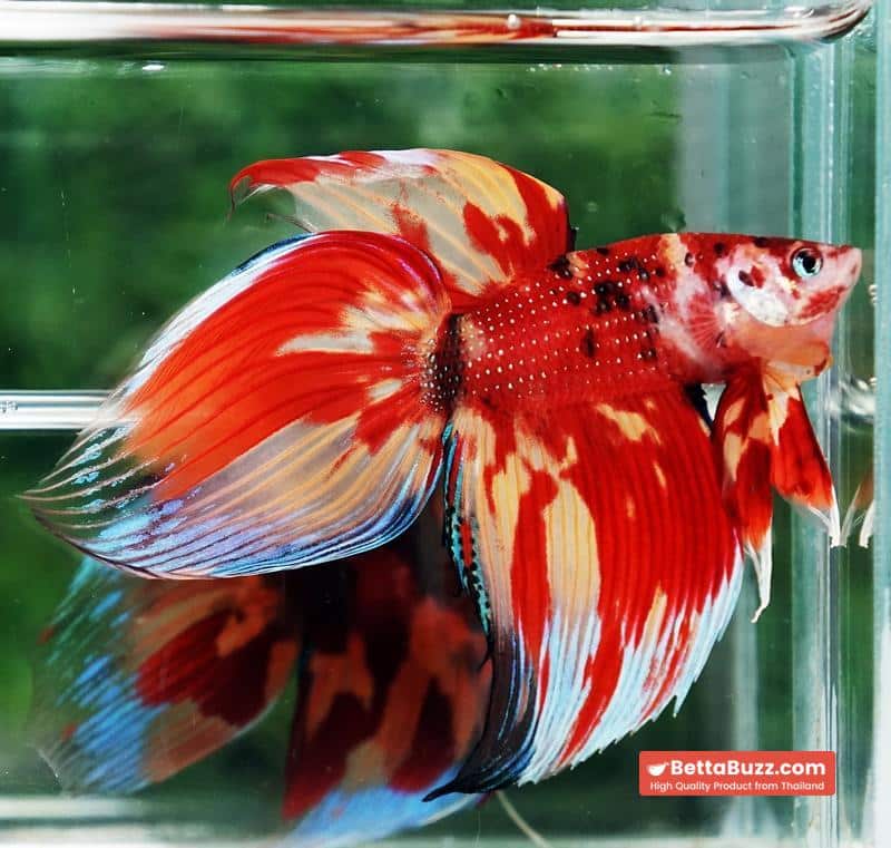 Betta fish Nemo on Fire (VT) - Image 2