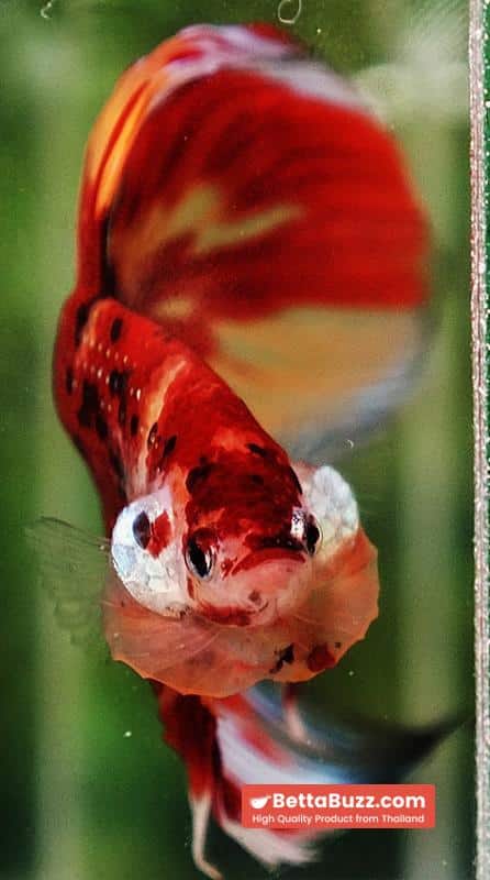 Betta fish Nemo on Fire (VT) - Image 6