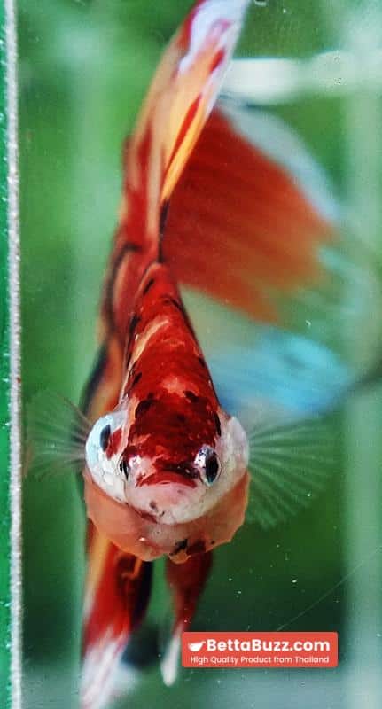 Betta fish Nemo on Fire (VT) - Image 7