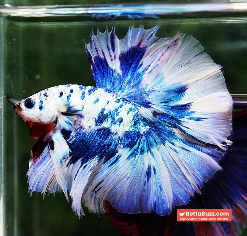 Betta fish Prince of The Frozen Blue Sky Hawk OHM - Image 4