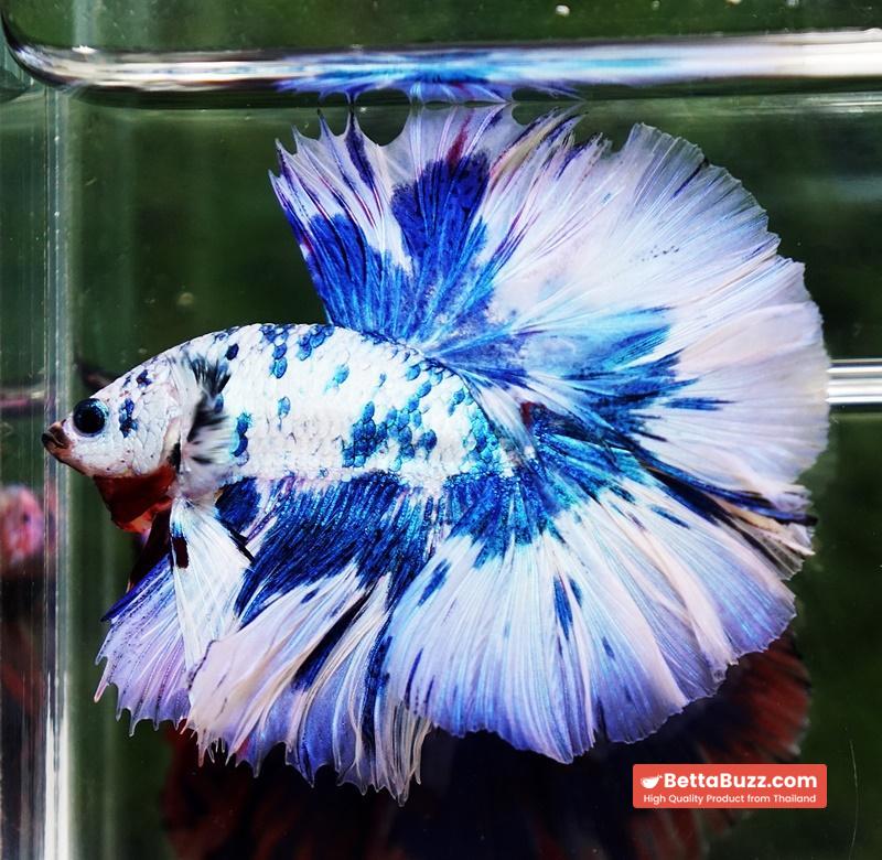 Betta fish Prince of The Frozen Blue Sky Hawk OHM - Image 2