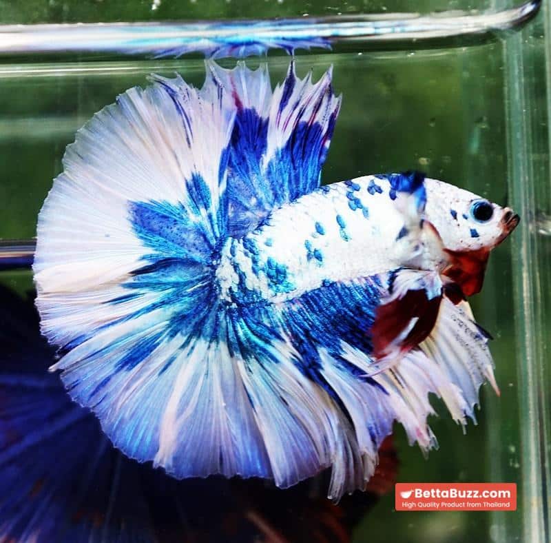Betta fish Prince of The Frozen Blue Sky Hawk OHM - Image 3