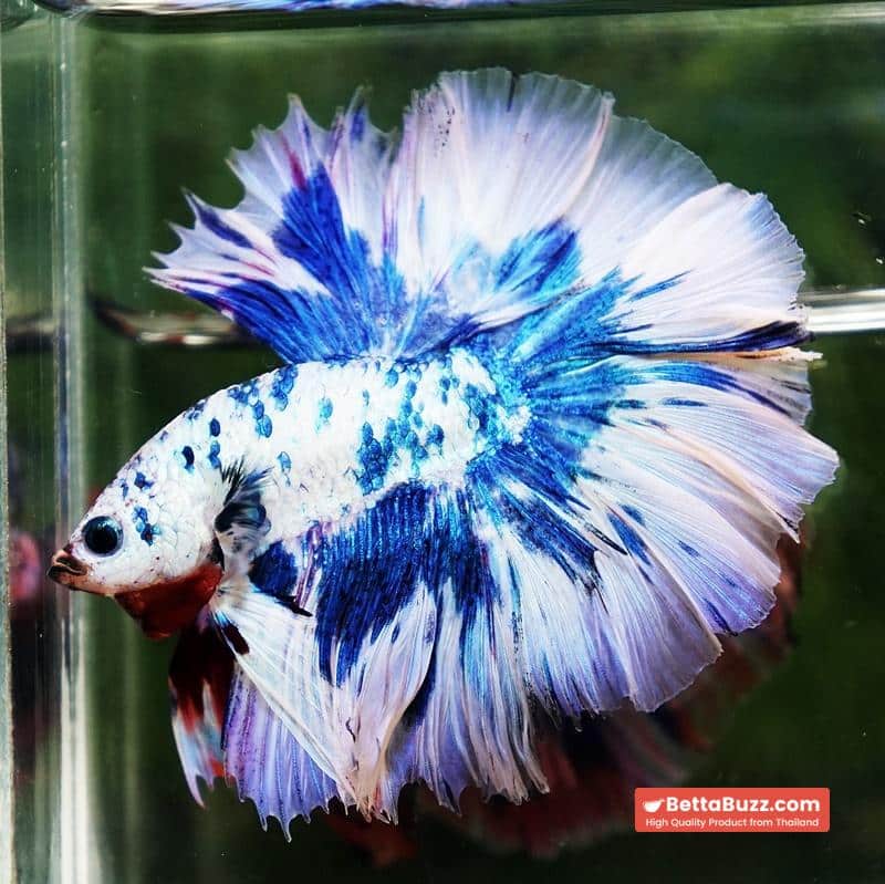 Betta fish Prince of The Frozen Blue Sky Hawk OHM - Image 6
