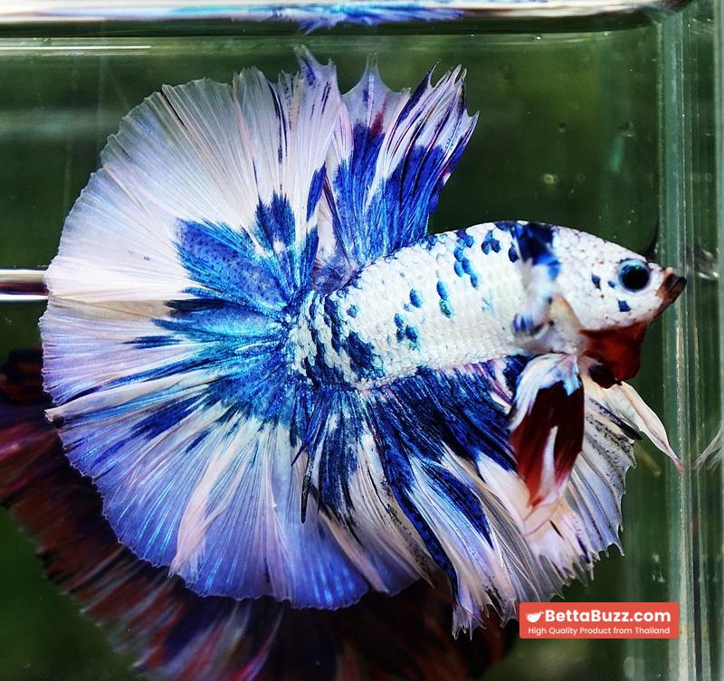 Betta fish Prince of The Frozen Blue Sky Hawk OHM - Image 5