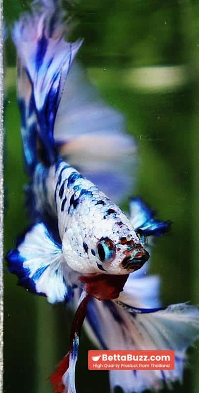 Betta fish Prince of The Frozen Blue Sky Hawk OHM - Image 7