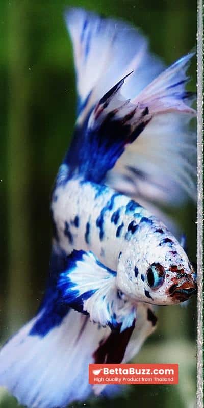 Betta fish Prince of The Frozen Blue Sky Hawk OHM - Image 8