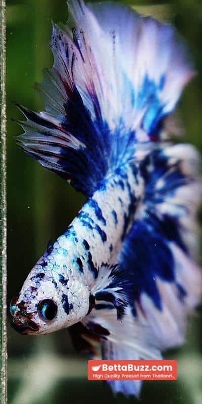 Betta fish Prince of The Frozen Blue Sky Hawk OHM - Image 9