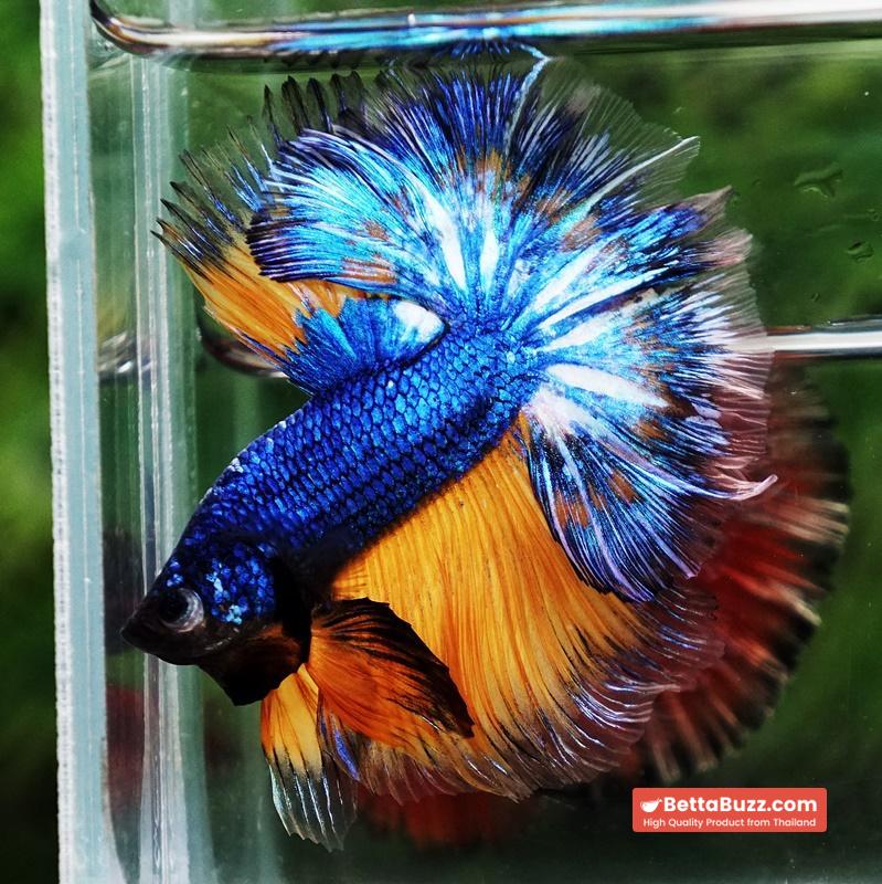 Betta fish Blue Dragom Mustard Gas Hawk OHM - Image 6