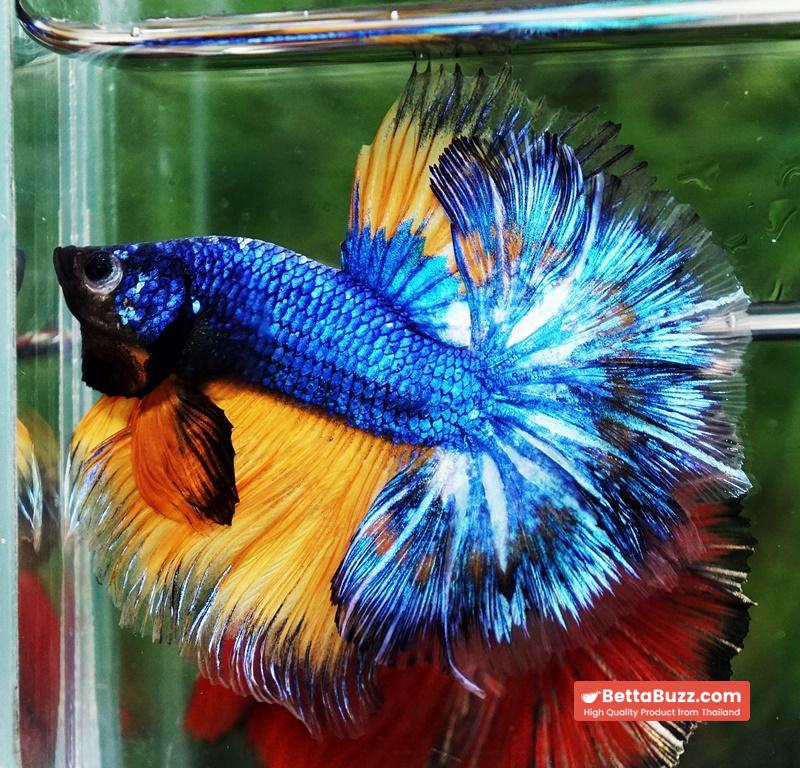 Betta fish Blue Dragom Mustard Gas Hawk OHM - Image 4
