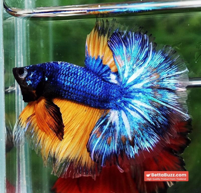 Betta fish Blue Dragom Mustard Gas Hawk OHM - Image 2