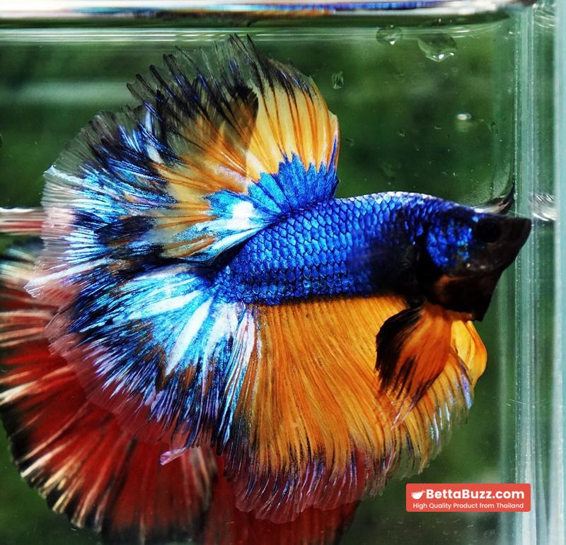 Betta fish Blue Dragom Mustard Gas Hawk OHM - Image 5
