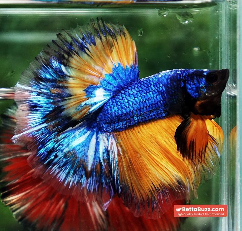 Betta fish Blue Dragom Mustard Gas Hawk OHM - Image 3