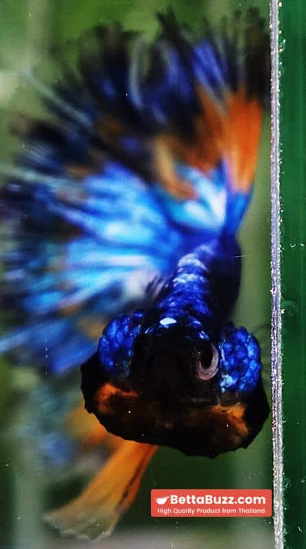 Betta fish Blue Dragom Mustard Gas Hawk OHM - Image 7