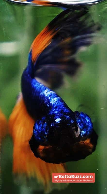 Betta fish Blue Dragom Mustard Gas Hawk OHM - Image 8