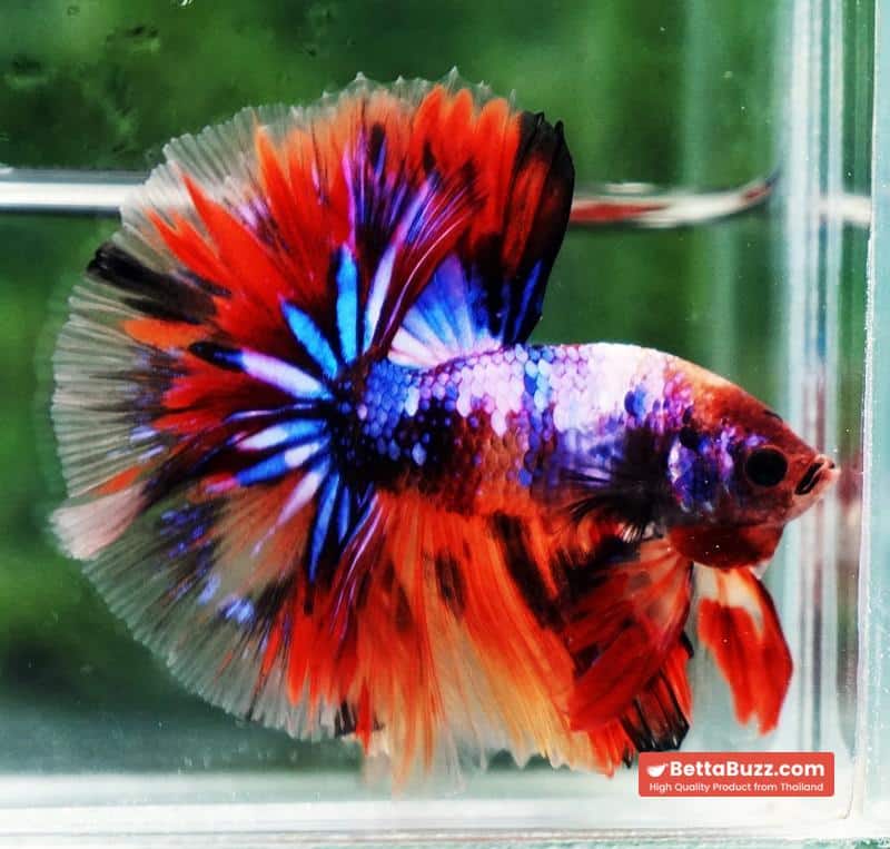 Betta fish Multicolor Candy Nemo Hawk (OHM) - Image 4