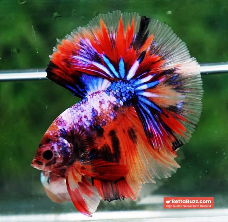 Betta fish Multicolor Candy Nemo Hawk (OHM) - Image 5