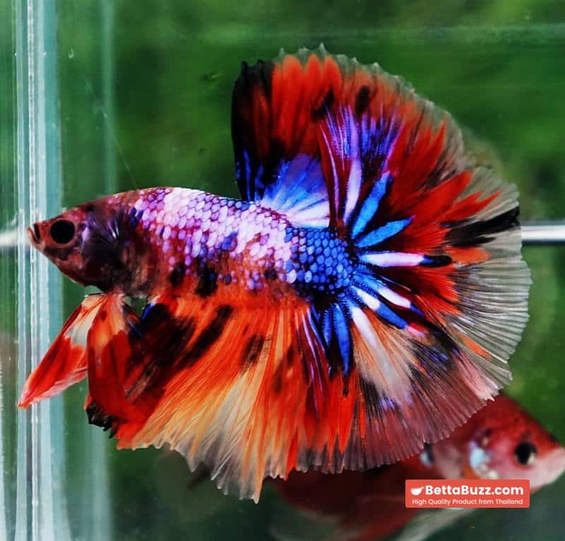 Betta fish Multicolor Candy Nemo Hawk (OHM) - Image 3