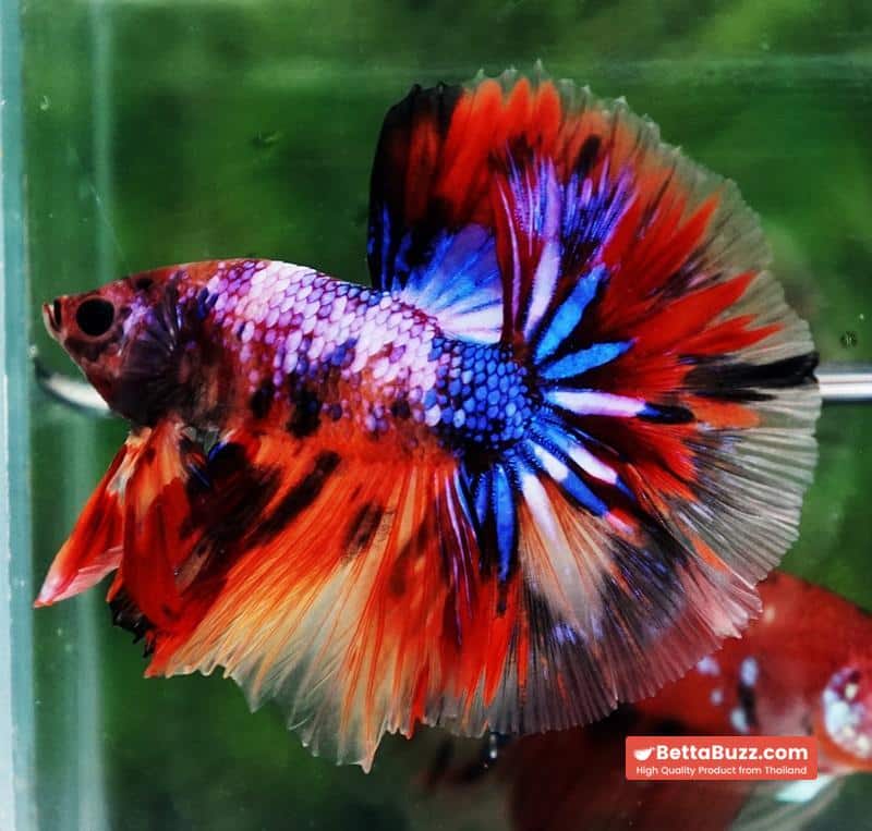 Betta fish Multicolor Candy Nemo Hawk (OHM) - Image 7