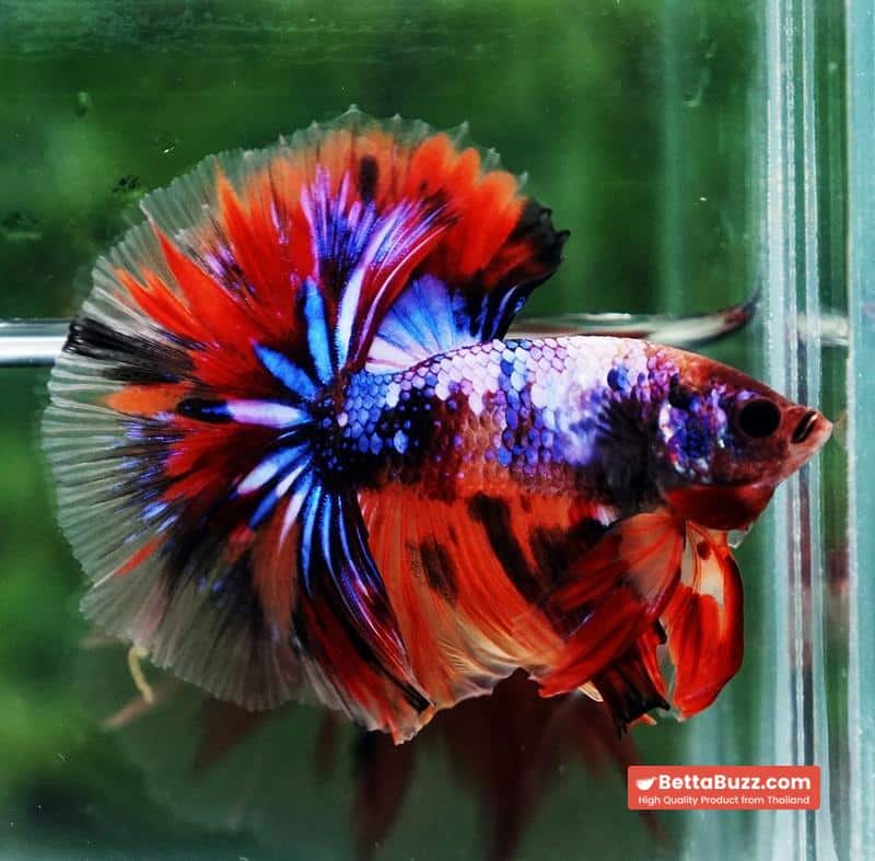 Betta fish Multicolor Candy Nemo Hawk (OHM) - Image 6